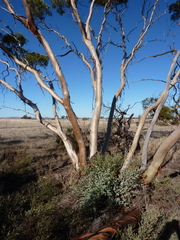 Eucalyptus ecdysiastes