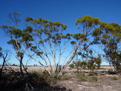 Eucalyptus ecdysiastes