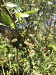 Salix lutea