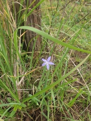 Wahlenbergia queenslandica