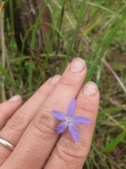 Wahlenbergia queenslandica