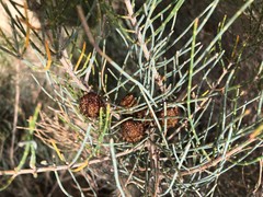 Allocasuarina pusilla