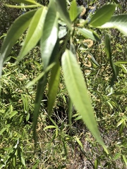 Salix lutea