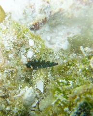 Thuridilla gracilis
