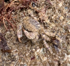 Pilumnus