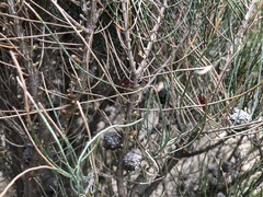 Allocasuarina pusilla
