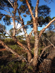 Eucalyptus formanii circulata