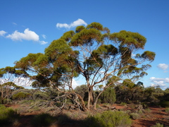 Eucalyptus formanii circulata
