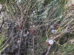 Allocasuarina pusilla
