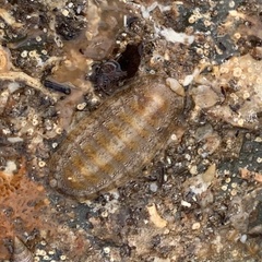 Chitonoidea