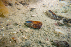 Zelithophaga truncata