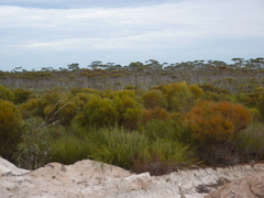 Eucalyptus lunata