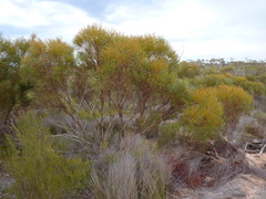 Eucalyptus lunata
