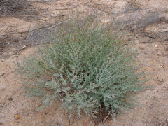Eucalyptus lunata
