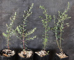 Eucalyptus lunata
