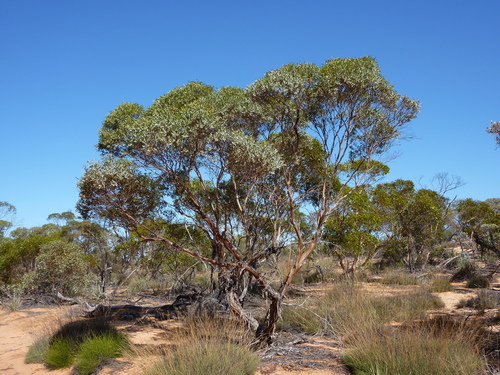 Narrow-leaved Red Mallee (Eucalyptus omissa)