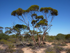 Eucalyptus omissa