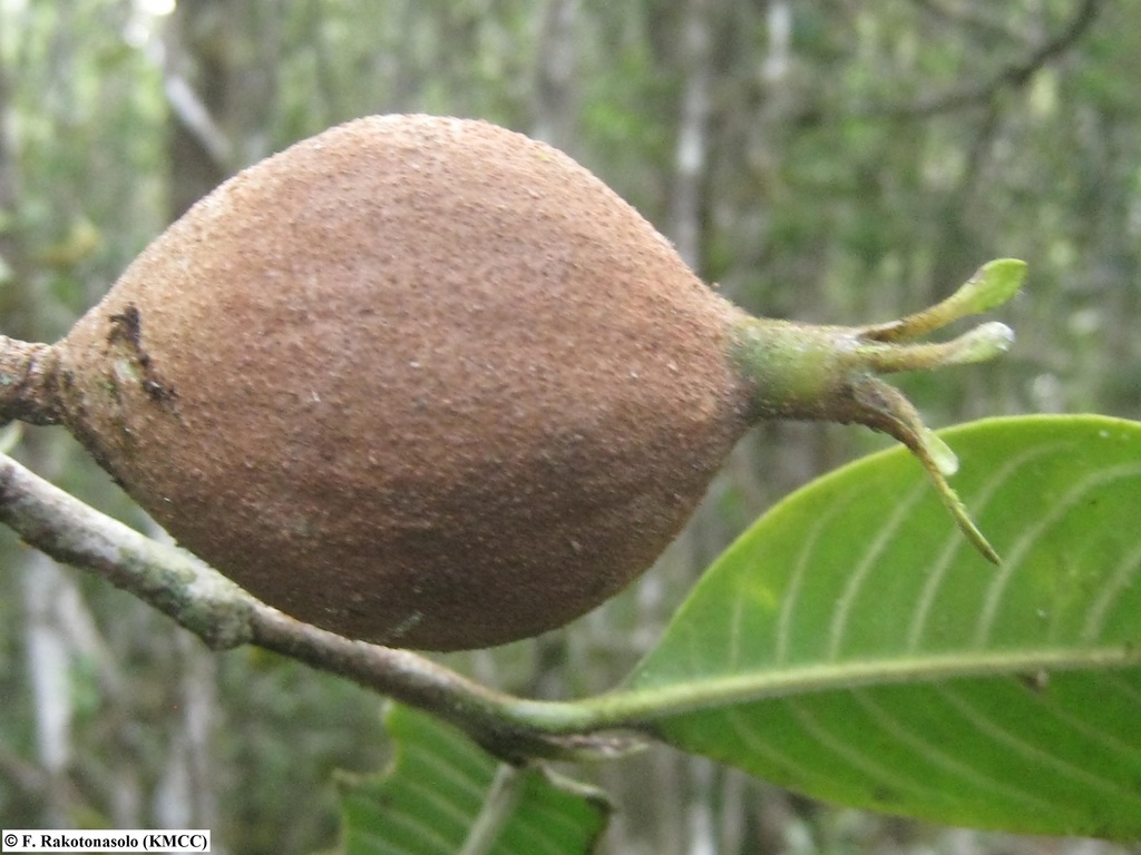 Hyperacanthus poivrei