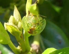 Austropsecadia chlorina