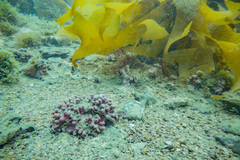 Lithothamnion crispatum