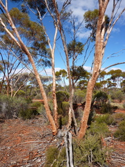 Eucalyptus plumula