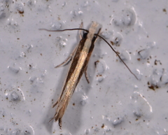 Erechthias stilbella