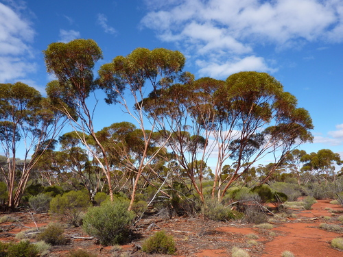 Narrow-leaved Desert Mallee (Eucalyptus plumula)