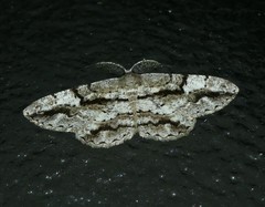 Boarmia platyleuca