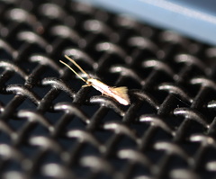 Opogona stenocraspeda