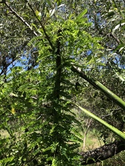 Abrus precatorius africanus