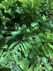 Abrus precatorius africanus