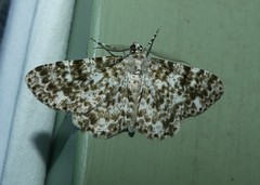 Thallogama corticola