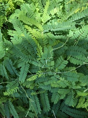 Abrus precatorius africanus