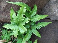 Pteris minor