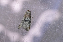 Bryophilina mollicula