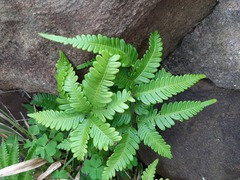 Pteris minor