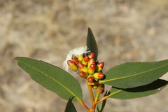 Eucalyptus uncinata crassifolia