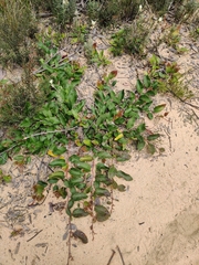 Grevillea laurifolia