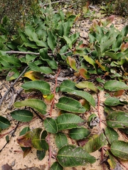 Grevillea laurifolia
