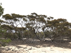 Eucalyptus sinuensis