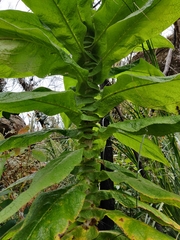 Calomeria amaranthoides