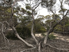 Eucalyptus sinuensis