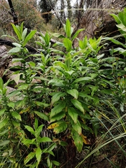 Calomeria amaranthoides