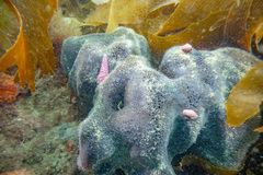 Psammocinia