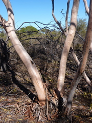 Eucalyptus rigidula rigidula