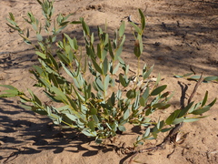 Eucalyptus rigidula rigidula