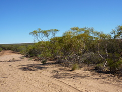 Eucalyptus rigidula rigidula