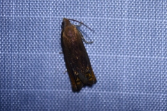 Hystrichophora taleana