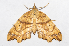 Chalastra pellurgata