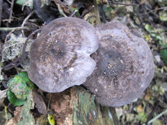 Pluteus concentricus